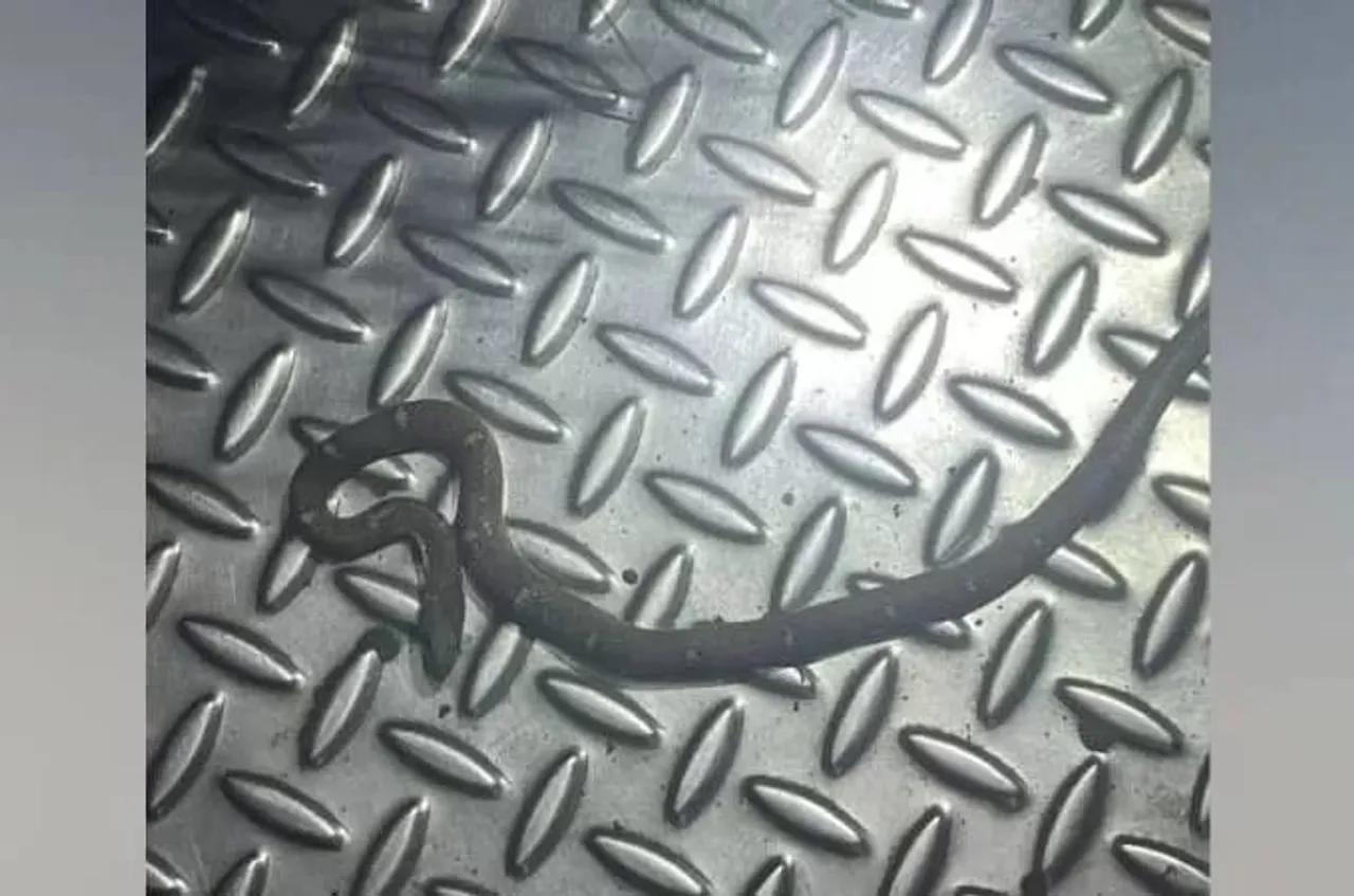 snake in punalur kolllam memu
